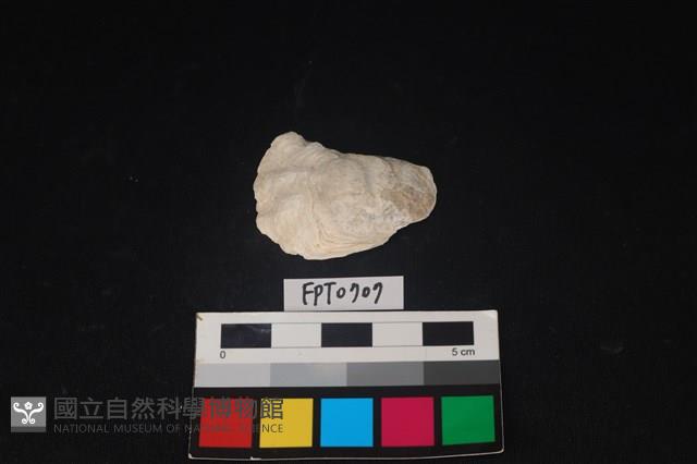 貝殼藏品圖，第1張
