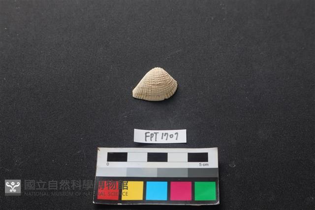 貝殼藏品圖，第1張