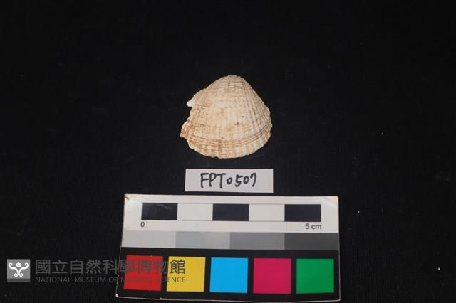 貝殼藏品圖，第1張