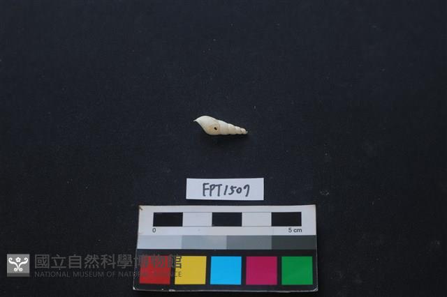 貝殼藏品圖，第1張