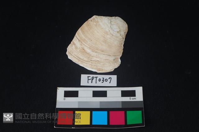 貝殼藏品圖，第1張