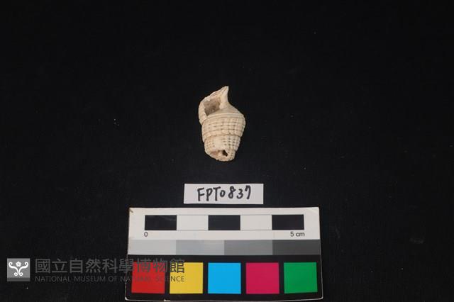 貝殼藏品圖，第1張