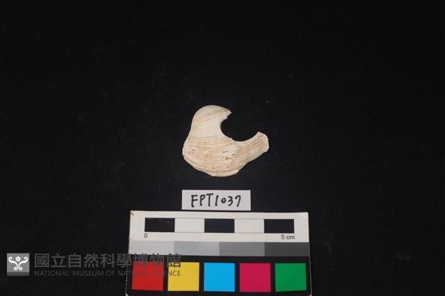 貝殼藏品圖，第1張