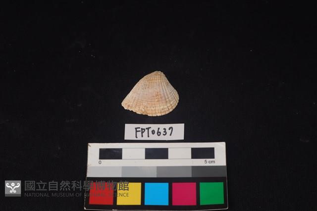貝殼藏品圖，第1張
