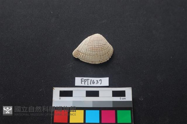 貝殼藏品圖，第1張