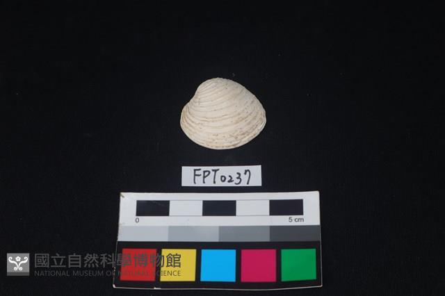 貝殼藏品圖，第1張