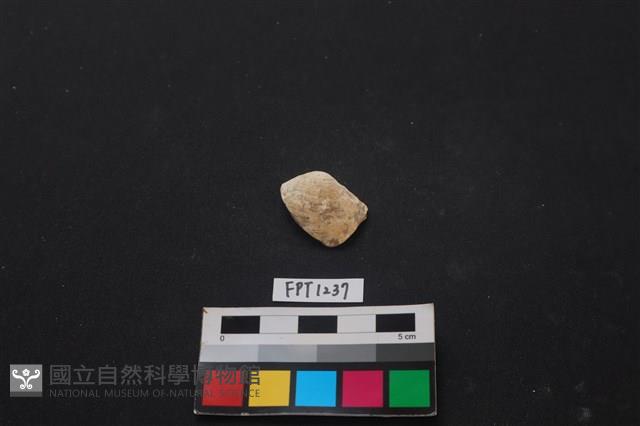 貝殼藏品圖，第1張
