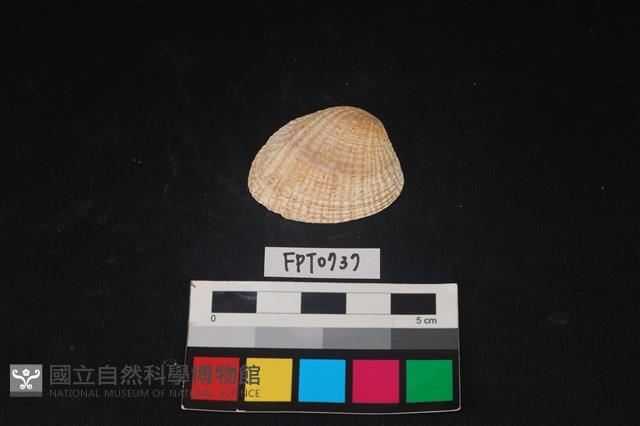 貝殼藏品圖，第1張