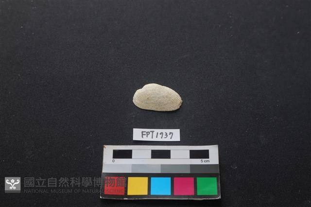 貝殼藏品圖，第1張