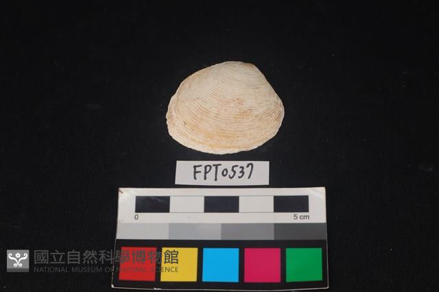 貝殼藏品圖，第1張