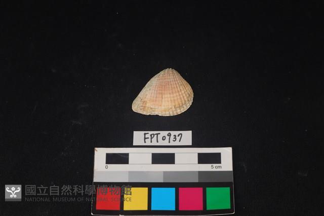 貝殼藏品圖，第1張