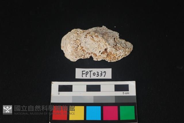貝殼藏品圖，第1張