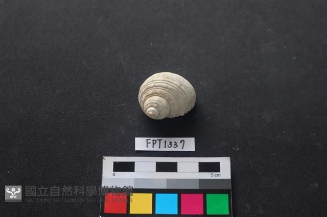 貝殼藏品圖，第1張