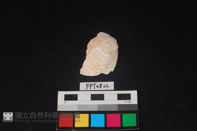 貝殼藏品圖，第1張