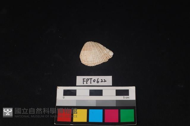 貝殼藏品圖，第1張