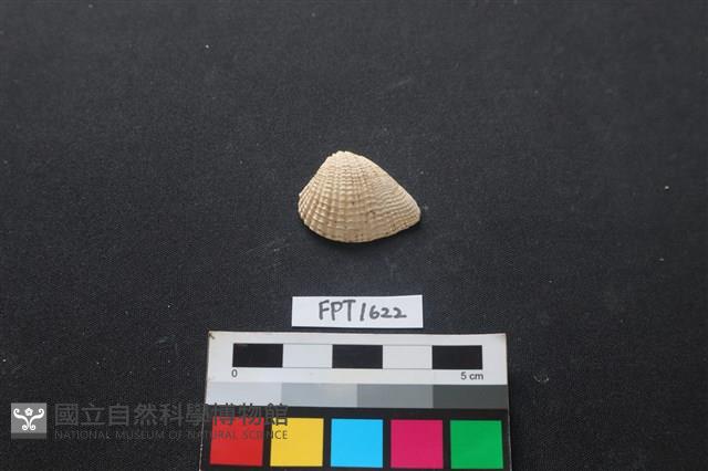 貝殼藏品圖，第1張