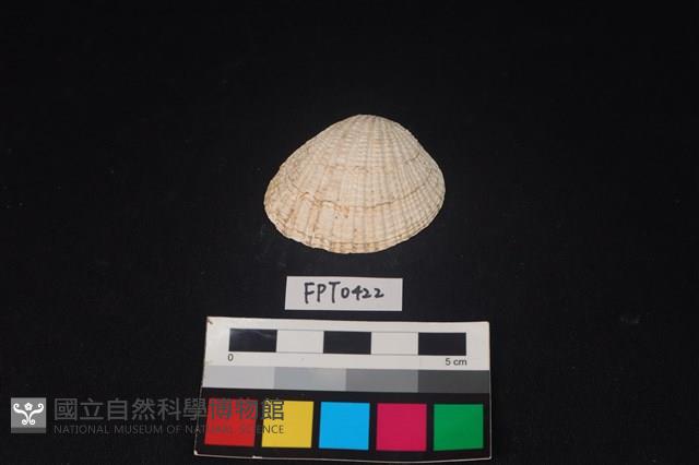 貝殼藏品圖，第1張