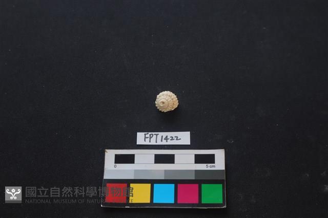 貝殼藏品圖，第1張