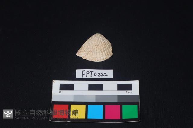 貝殼藏品圖，第1張