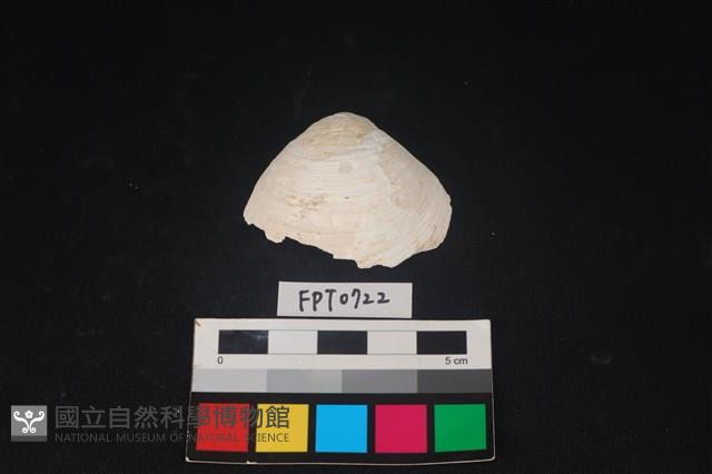 貝殼藏品圖，第1張