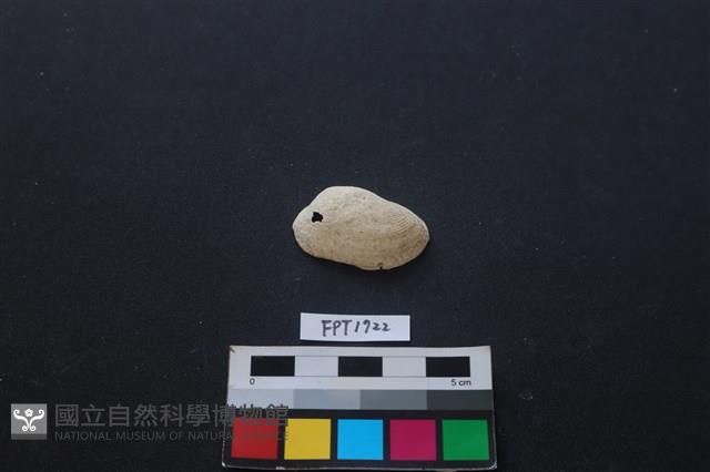 貝殼藏品圖，第1張