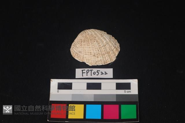 貝殼藏品圖，第1張