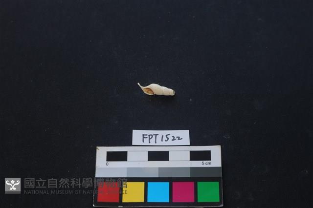 貝殼藏品圖，第1張