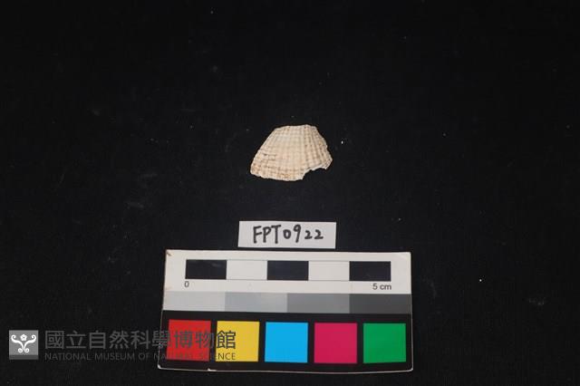 貝殼藏品圖，第1張