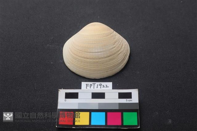 貝殼藏品圖，第1張