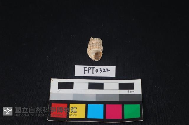 貝殼藏品圖，第1張
