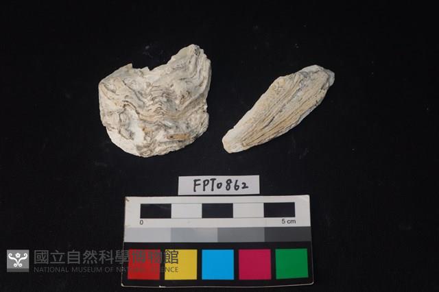 貝殼藏品圖，第1張