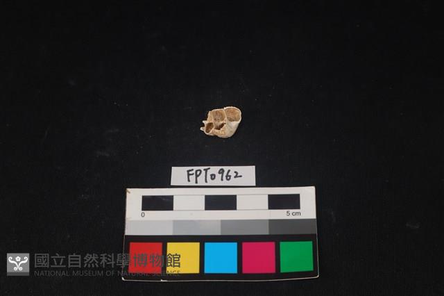貝殼藏品圖，第1張
