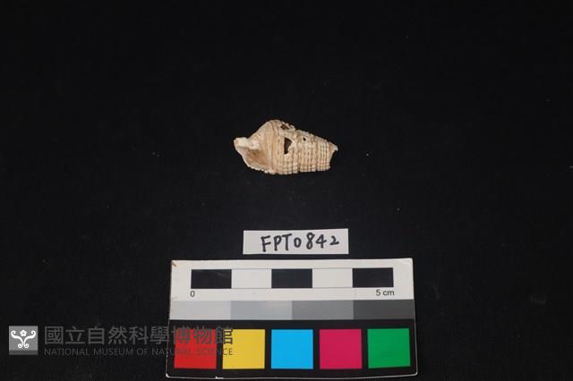 貝殼藏品圖，第1張