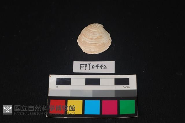貝殼藏品圖，第1張