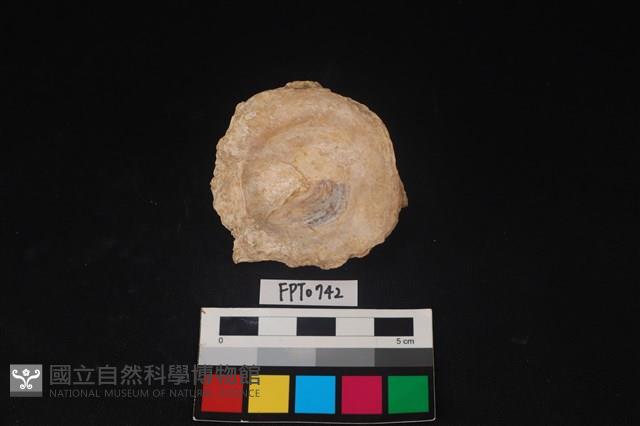 貝殼藏品圖，第1張