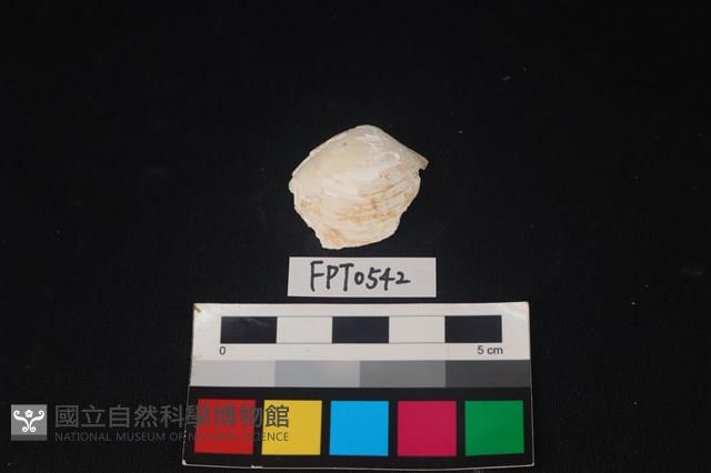 貝殼藏品圖，第1張