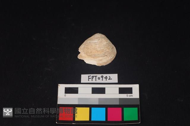 貝殼藏品圖，第1張