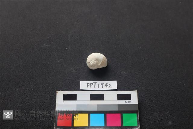貝殼藏品圖，第1張