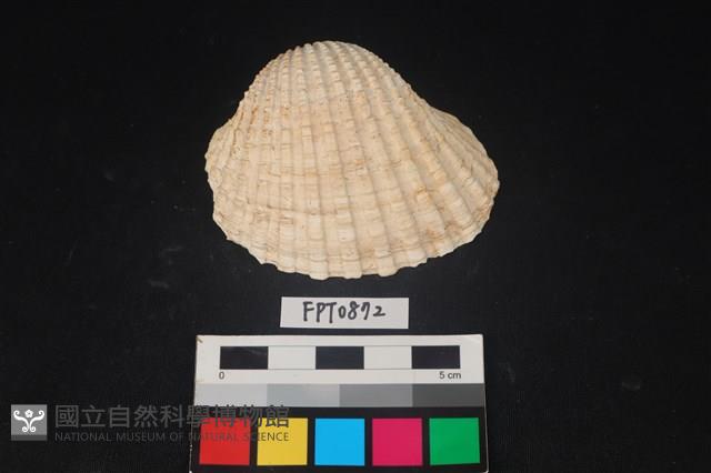貝殼藏品圖，第1張