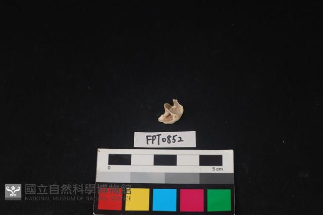 貝殼藏品圖，第1張