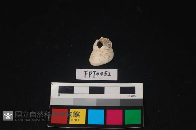 貝殼藏品圖，第1張