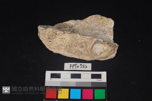貝殼藏品圖，第1張