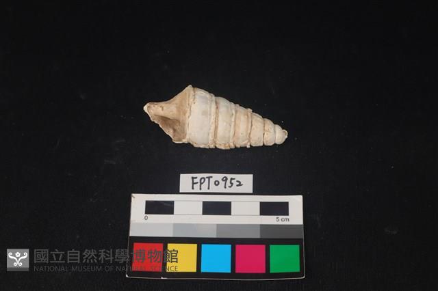 貝殼藏品圖，第1張