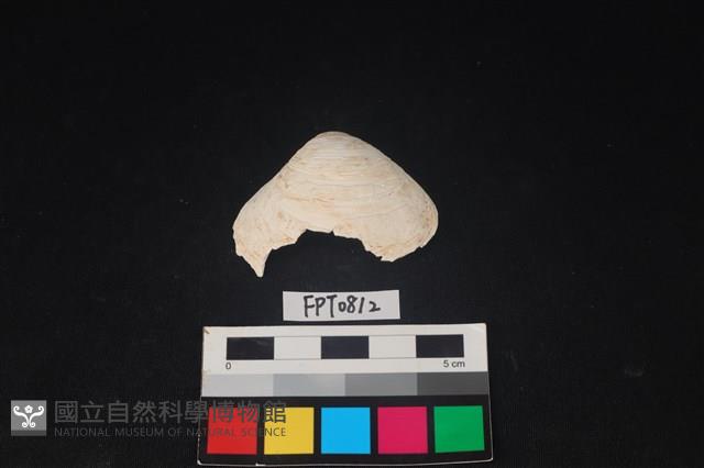 貝殼藏品圖，第1張