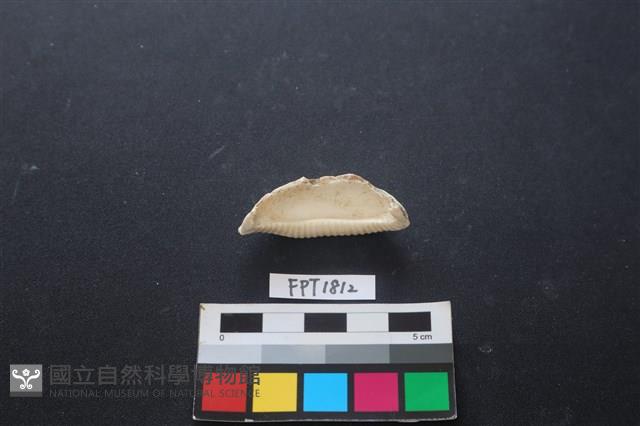 貝殼藏品圖，第1張