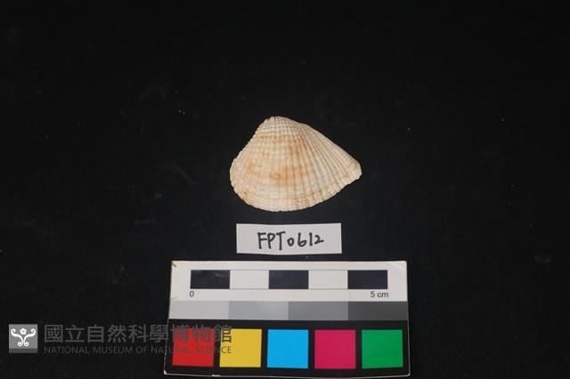 貝殼藏品圖，第1張