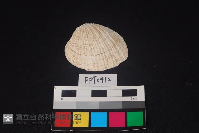貝殼藏品圖，第1張