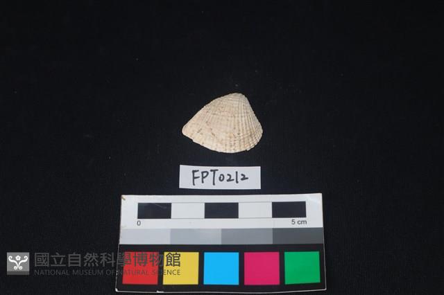 貝殼藏品圖，第1張