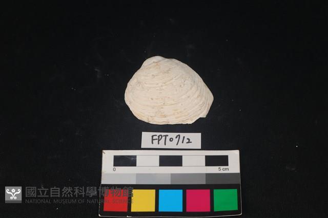 貝殼藏品圖，第1張