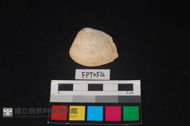 貝殼藏品圖，第1張
